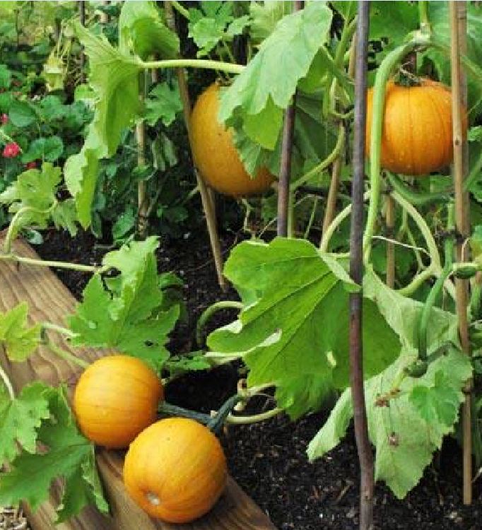 Hạt giống bi ngô mini mix ( bí đỏ tí hon nhiều màu ) 10 hạt/gói