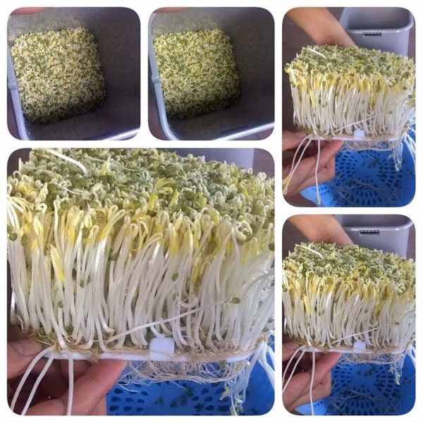 [ Bảo hành 12 tháng] máy làm giá đỗ sạch cao cấp