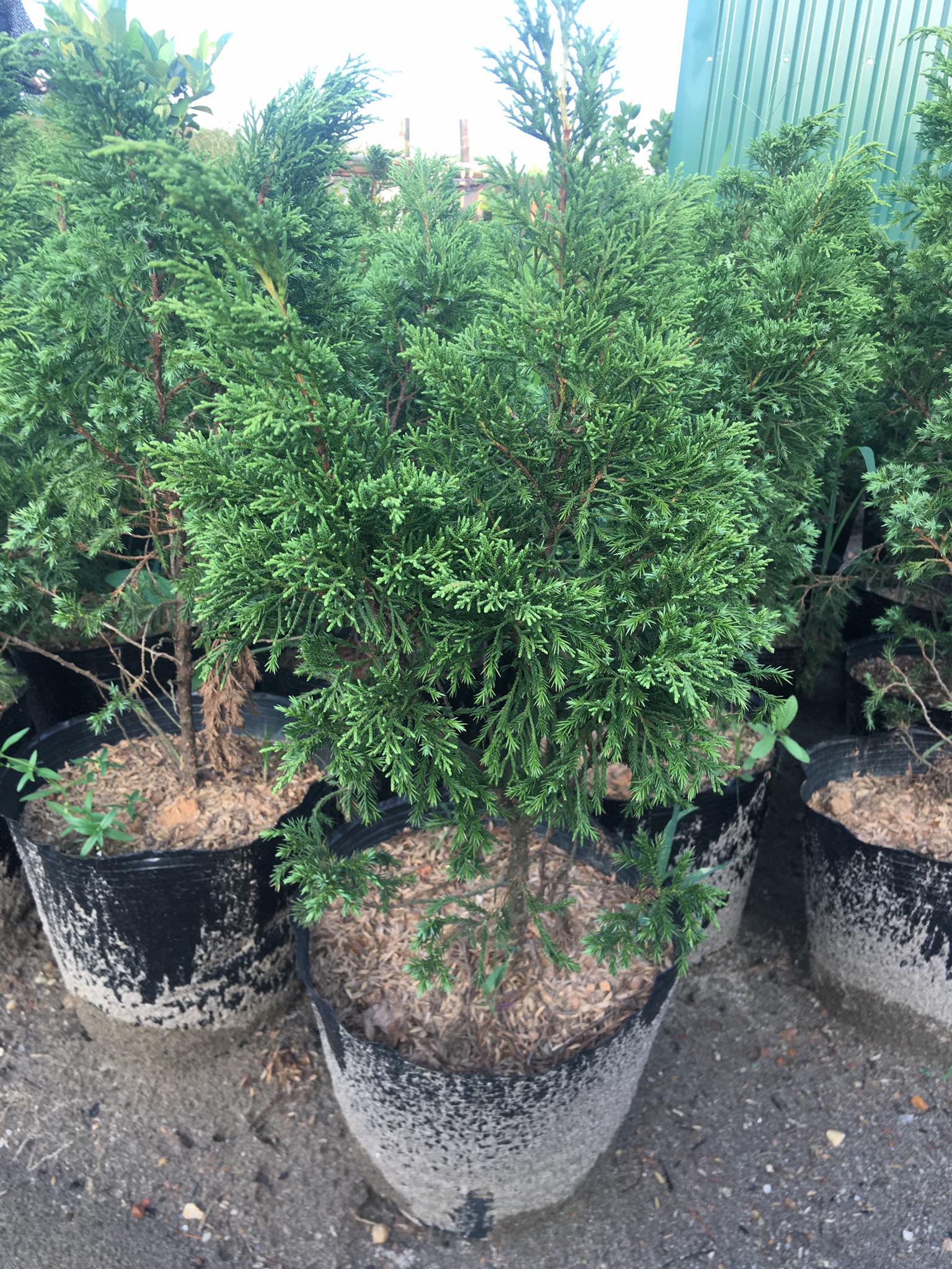 Cây tùng tháp (tùng cối, duyên tùng) cây cao 40-50cm (chưa giao các tỉnh thành miền nam)