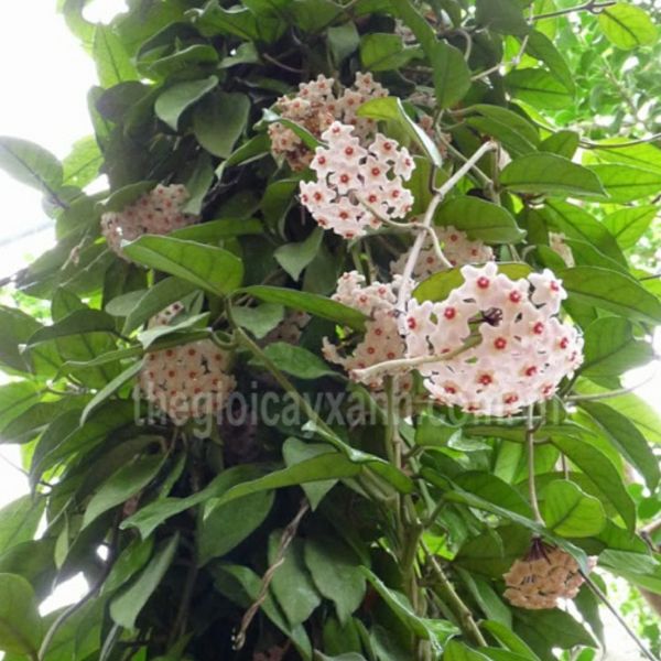 Hoa lan Cẩm cù