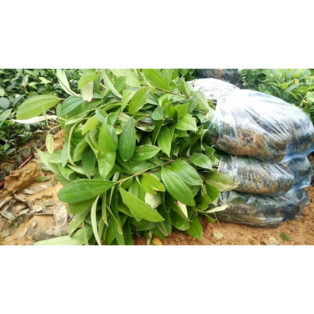 [FREESHIP - Xả Khô Máu] Combo 3 cây Quế thơm lừng - Tặng cây chè xanh