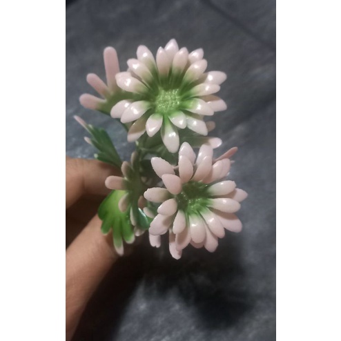 100g cỏ điểm
