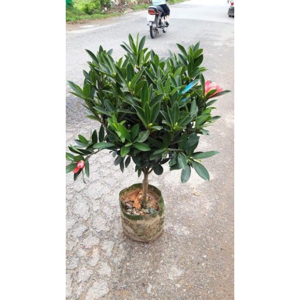 sản phẩm CÂY TRÀ TỨ QUÝ ĐẸP LUNG LINH
