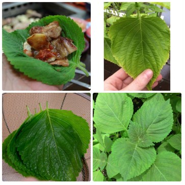 Hạt Giống Rau Thơm Mè, Lá Vừng Hàn Quốc (0.5gr)