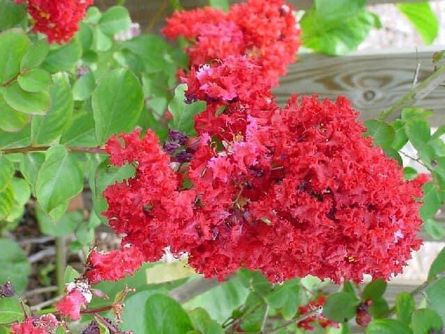 Cây giống hoa tường vy