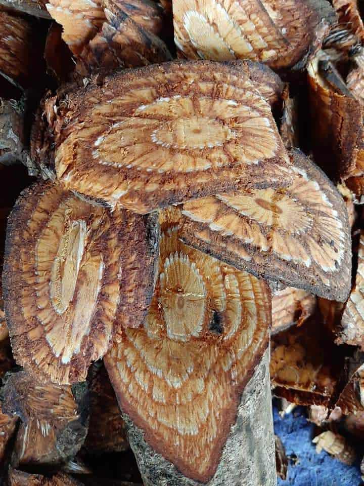 100g Cao Gắm Bắc Hà Lào Cai