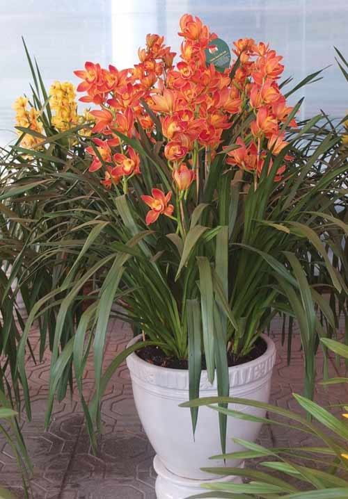 COMBO 3 củ giống địa lan santo hoa Cam ( 3 củ )