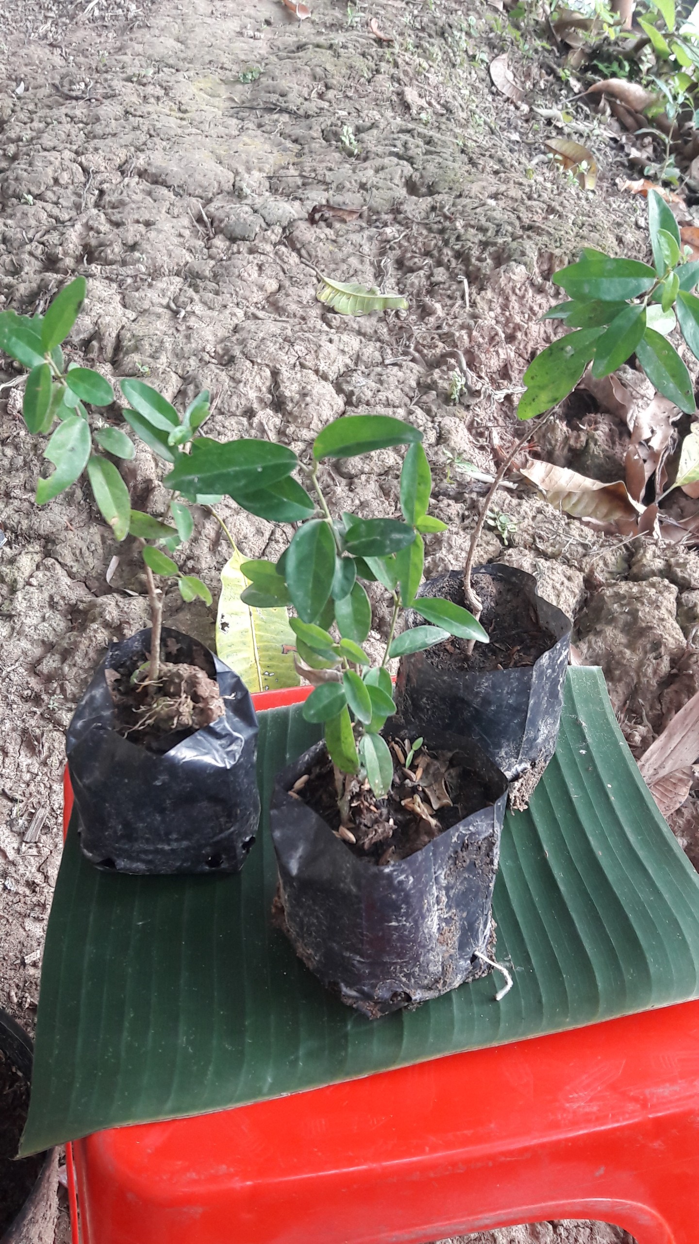 Dây thìa canh