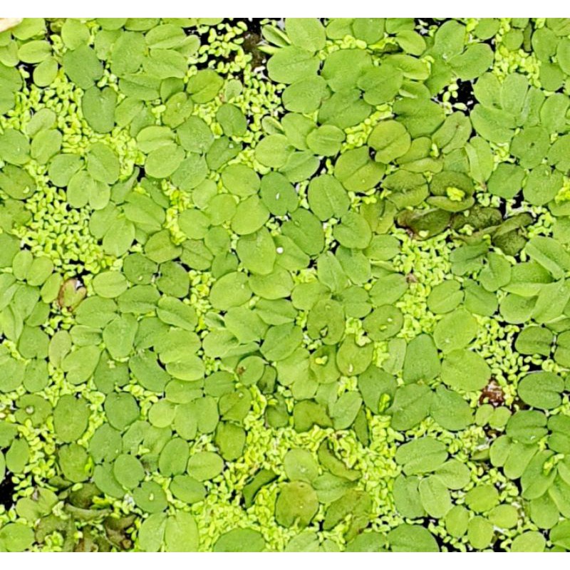 Bèo ong thủy sinh - Bèo thủy sinh Rất đẹp