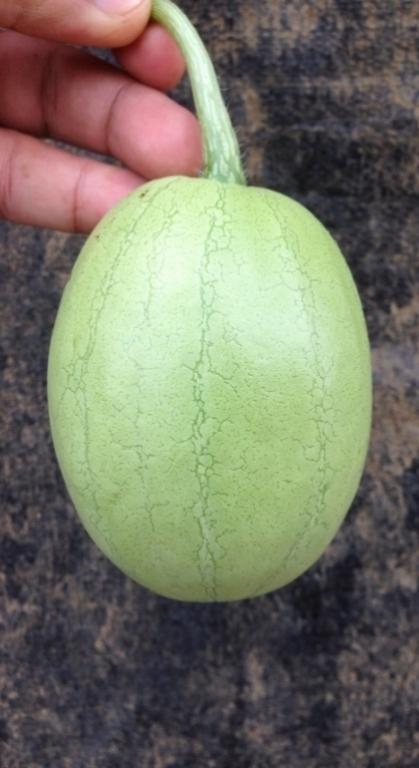 Gói 2g hạt giống dưa nụ - dưa hồng dưa canh