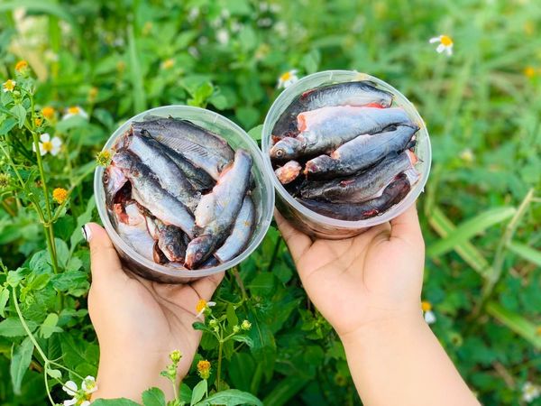 [GIAO NHANH 2H HCM] 1Kg Cá chốt 100% trứng