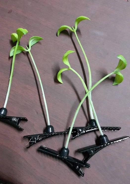HCM - Kẹp tóc mầm cây Hàn quốc