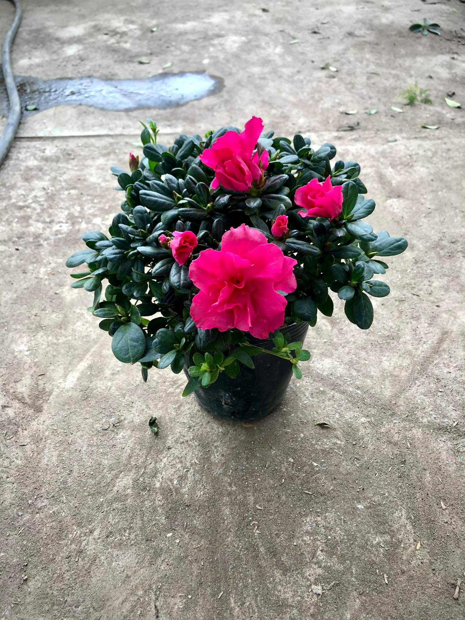 Cây hoa đỗ quyên ( qua tết nên hết hoa)