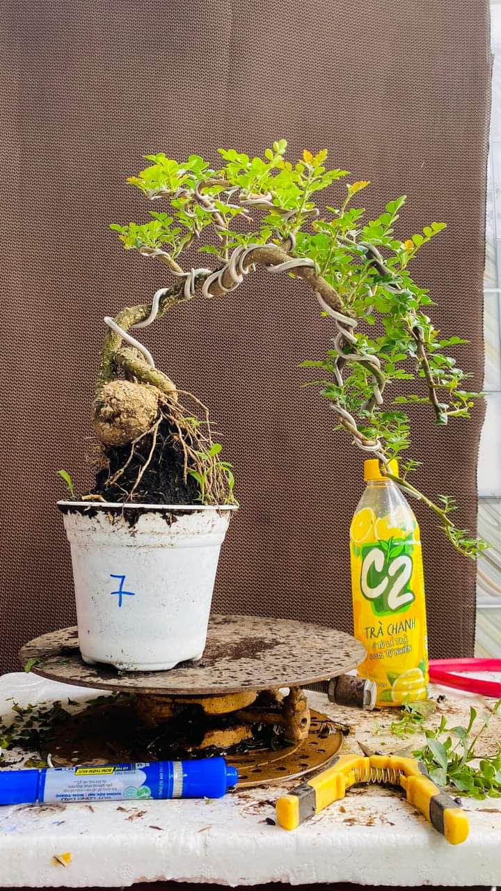 CÂY CẦN THĂNG BONSAI ĐỂ BÀN