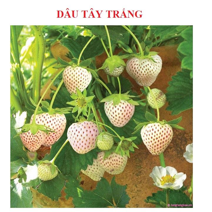 Hạt giống dâu tây trắng gói 100 hạt xuất xứ Nhật Bản