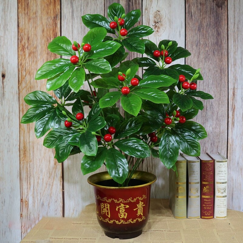 Cây quả sơ ri cao 70cm chưa chậu