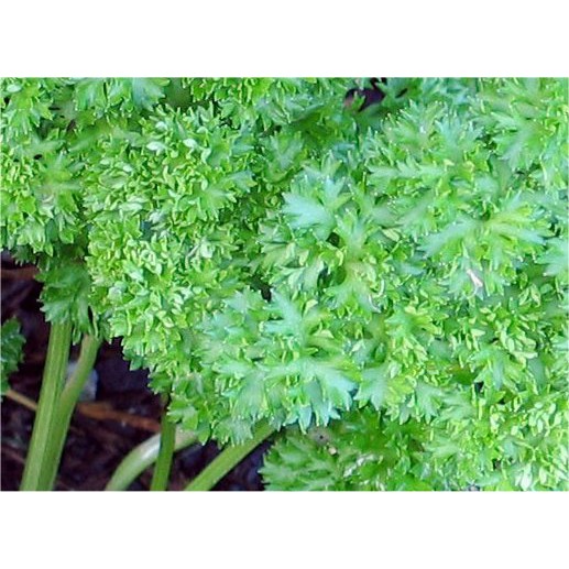 Gói 1GR hạt giống Ngò Tây (Rau mùi xoăn)
