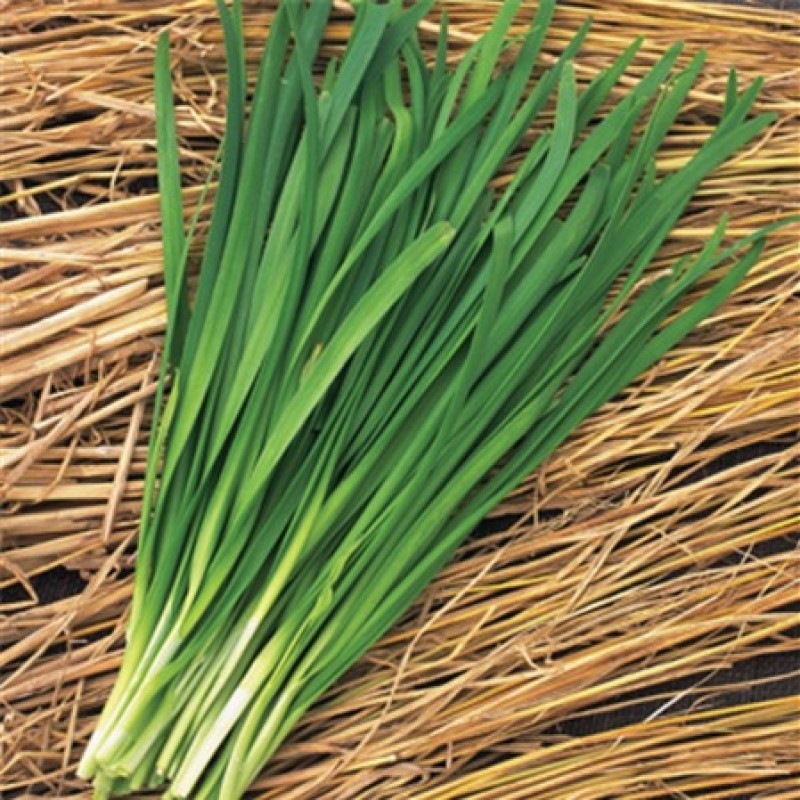 Hạt giống Hẹ Lá