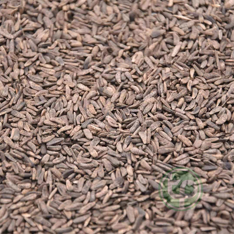 Ngưu bàng tử sấy khô túi nhỏ loại 100g - Thảo Dược Tấn Phát