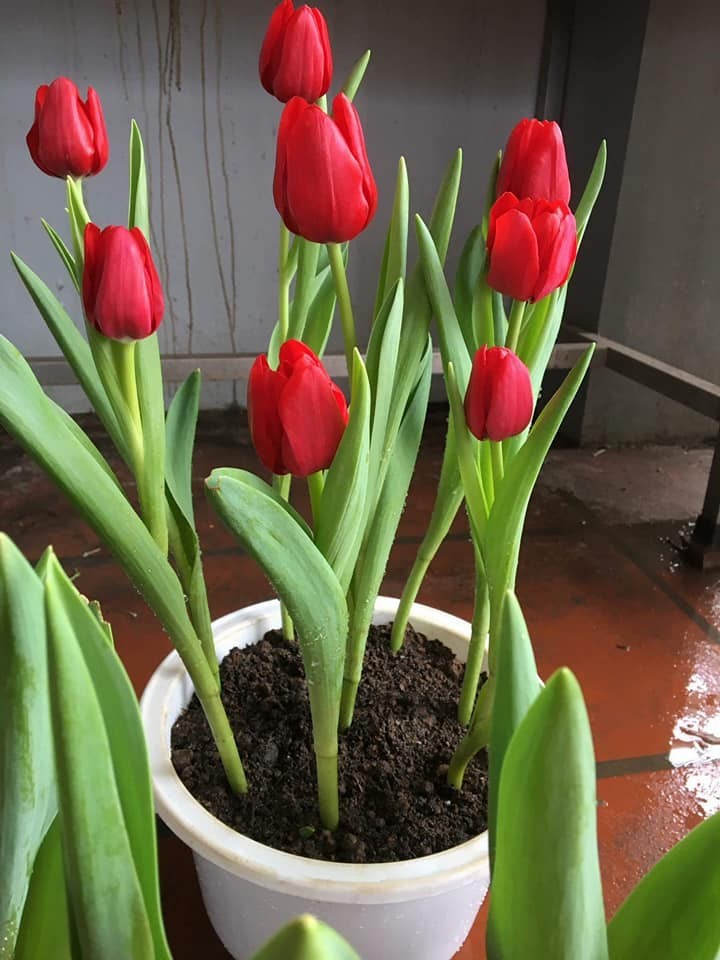 5 củ giống hoa tulip hoa màu đỏ