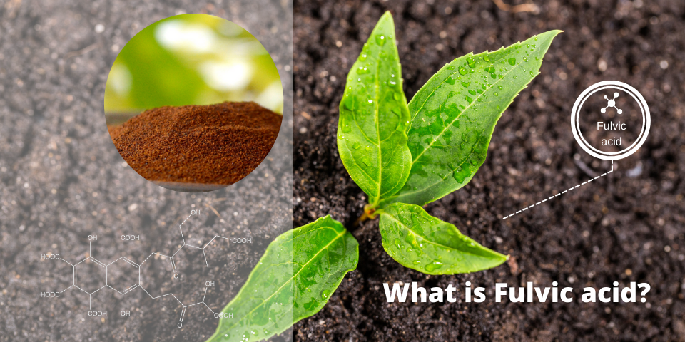 ROOTS - Đạm Cá Oganic Hữu Cơ 5 lít