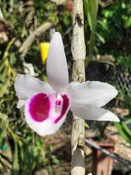 Hoa lan - mít văn sơn( trồng ấm chậu,cao 15cm)