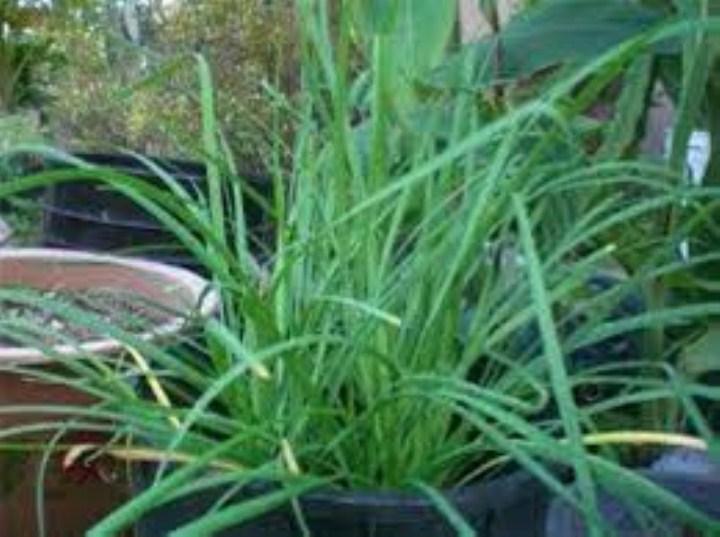 Gói 300 hạt giống rau hẹ