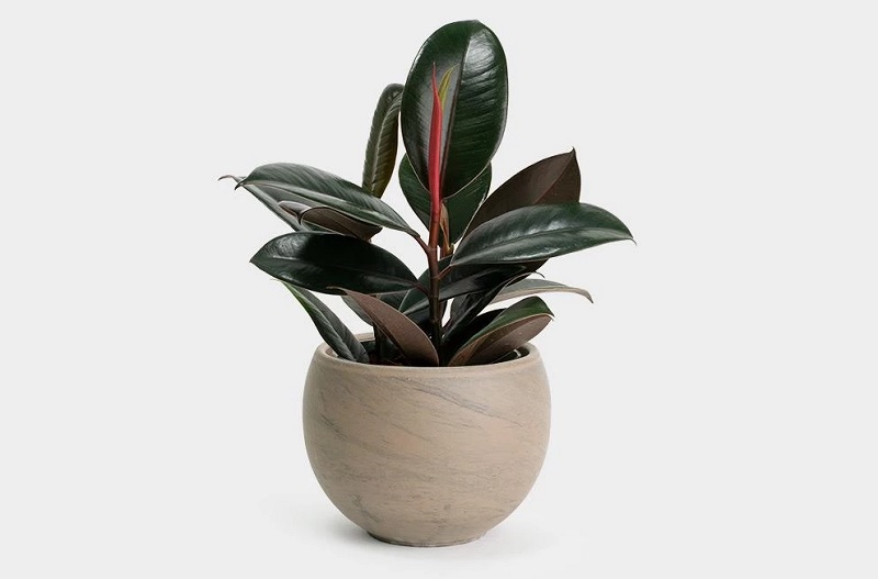 Cây đa búp đỏ - Cây phong thủy để bàn cho người mệnh Hỏa - Icus Elastica