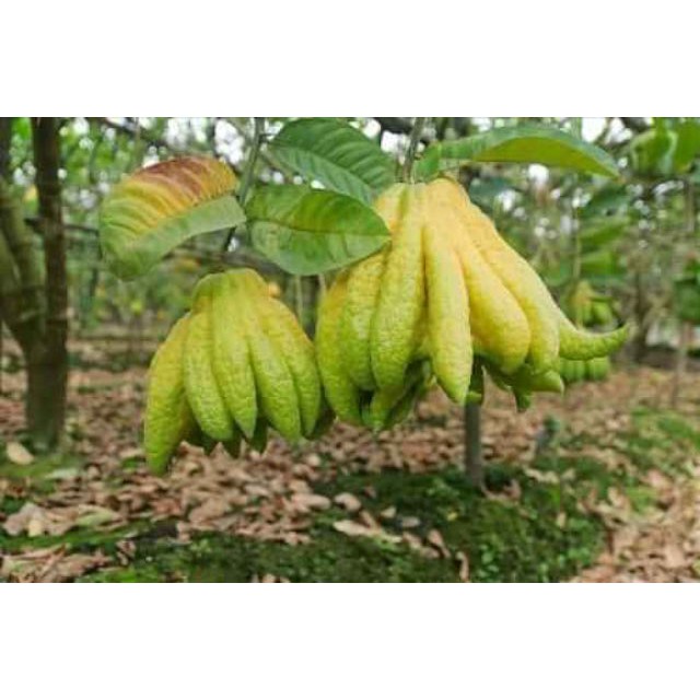 cây Cây phật thủ - Cây Giống Nhập Khẩu