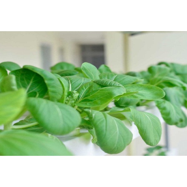 20 Gram - Hạt Giống Cải Thìa Thượng Hải