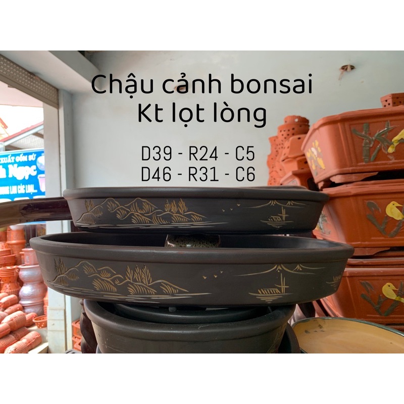 Ang trồng cây bonsai - chậu cảnh bonsai