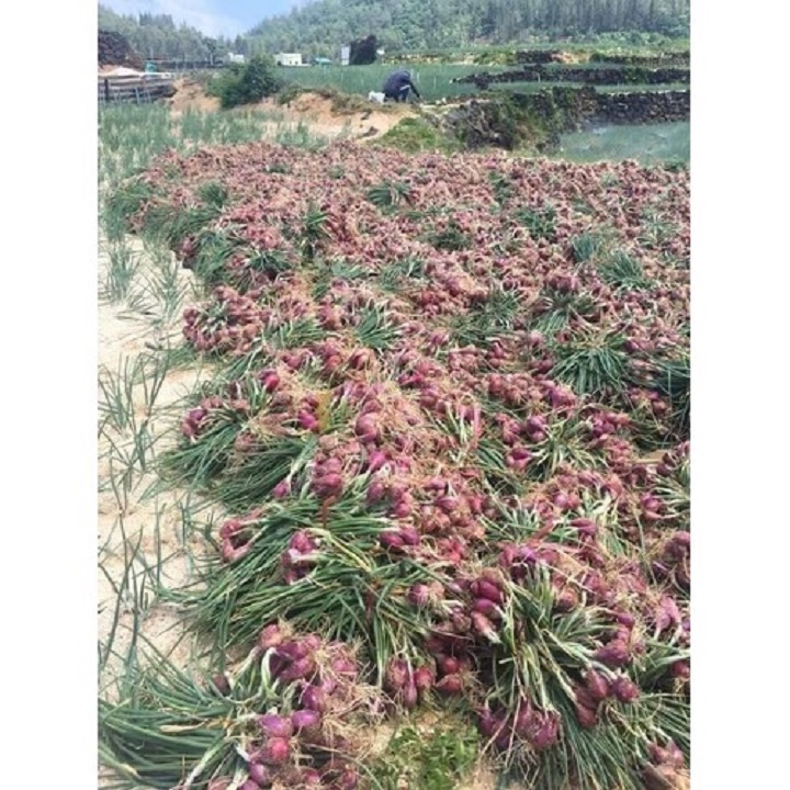 Củ Hành Tím Ninh Thuận 500gr