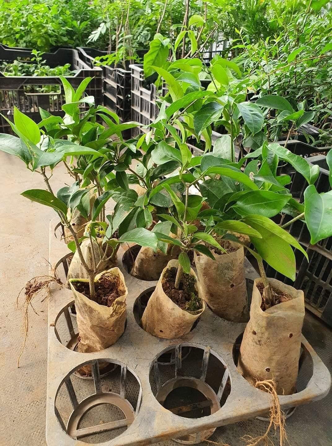 Cây giống hoa lan tỏi(1 bầu)