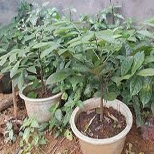 CÂY RAU HÚNG VỊT