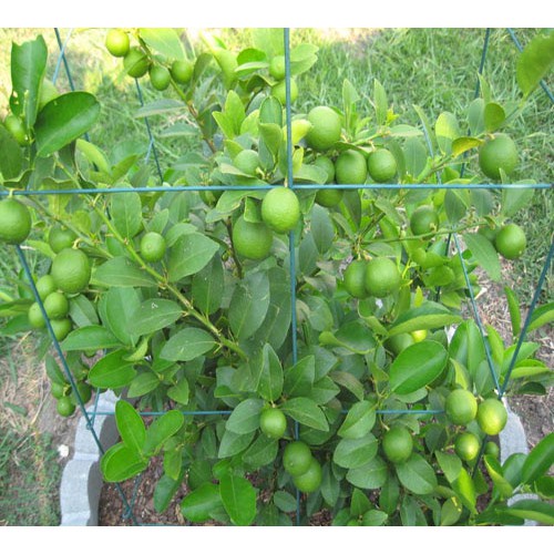Cây giống Chanh Thơm(CÂY GIỐNG NGỌC HIẾU)