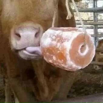 Đá Muối Liếm Himalaya Bổ Sung Khoáng Chất , Vitamin Cho Gia Súc