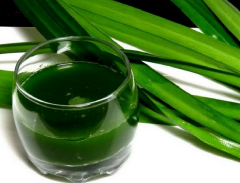 Cây lá dứa ( lá nếp) (1 cây)