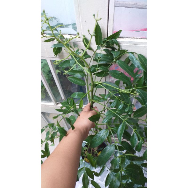 Chậu cây cóc thái mới về , cây đẹp.
