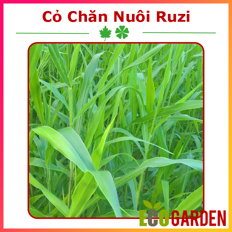 Hạt Giống Cỏ RUZI (Cỏ Sả, Chịu Giẫm Đạp) - Gói 100G (ECO.005)
