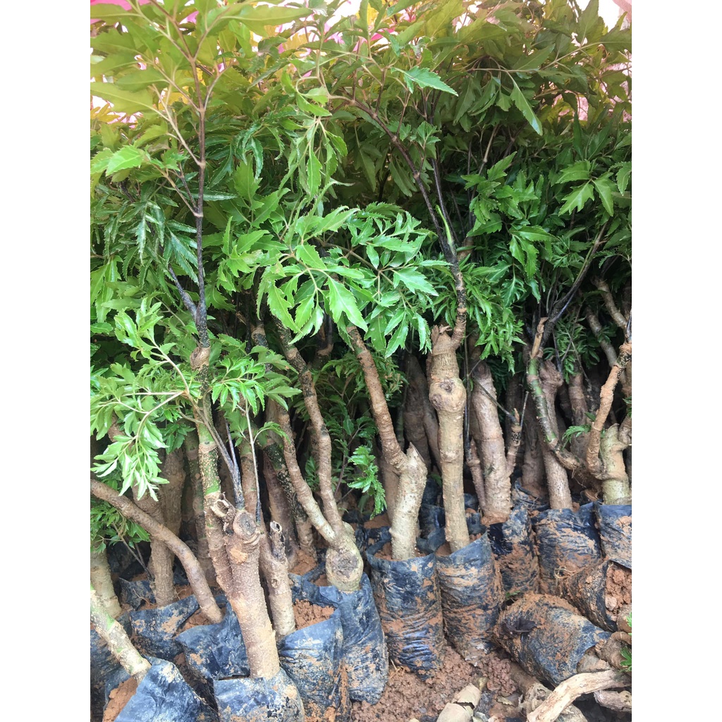 Cây giống đinh lăng nếp, đinh lăng nếp , cây đẹp, giống chuẩn