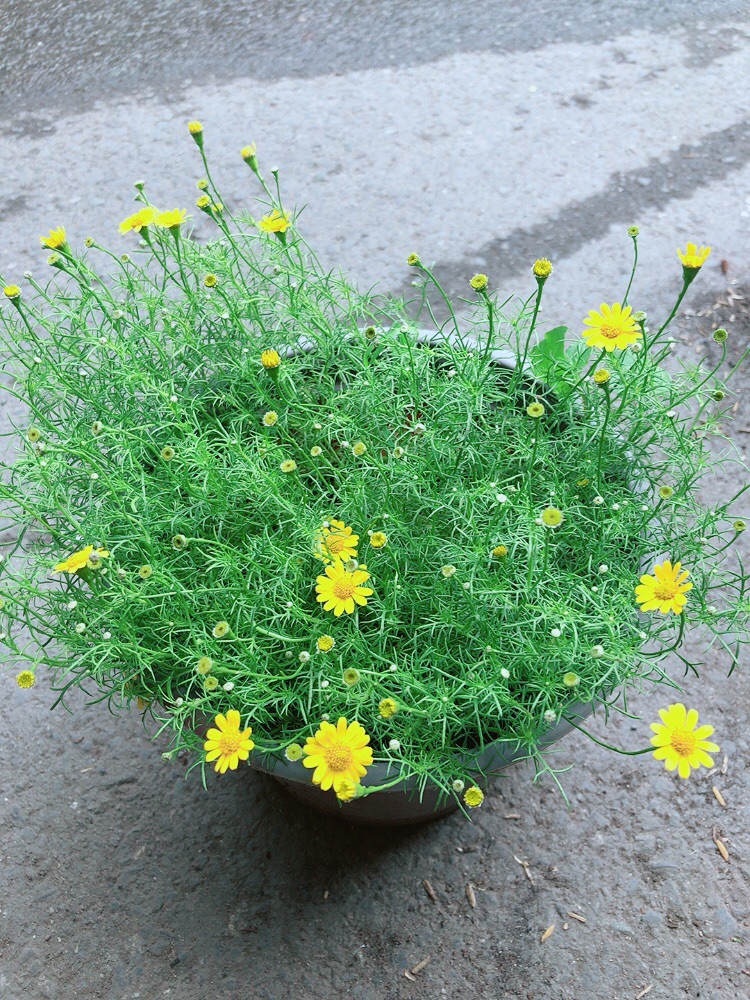 Hoa Sao Băng