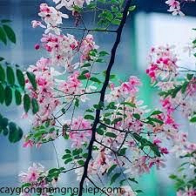 Cây Giống Muồng Hoa Đào - Hoa siêu đẹp