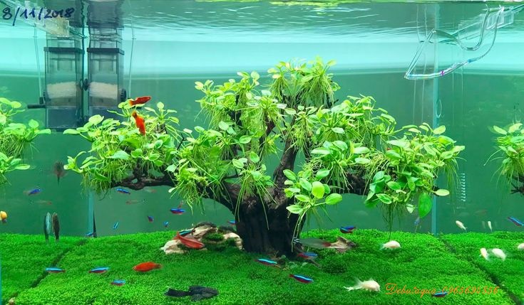 Ráy Nana Tàu [Cây Thủy Sinh Gắn Giá Thể]