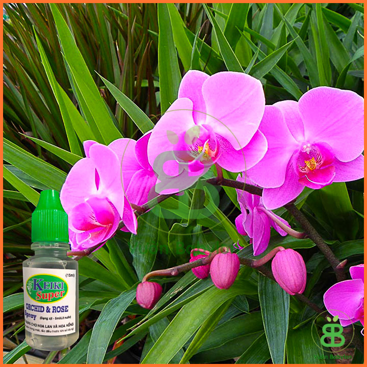 Kích Mầm Hoa Lan Keiki Duy Spray