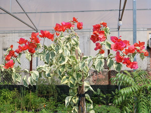 Cây bông giấy cẩm thạch, cây hoa giấy lá bạc, hoa giấy đột biến, cây hoa giấy var - Bougainvillea Var