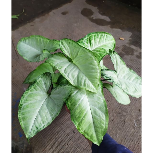 Cây Trầu Bà Trắng - Cây cảnh mini để bàn
