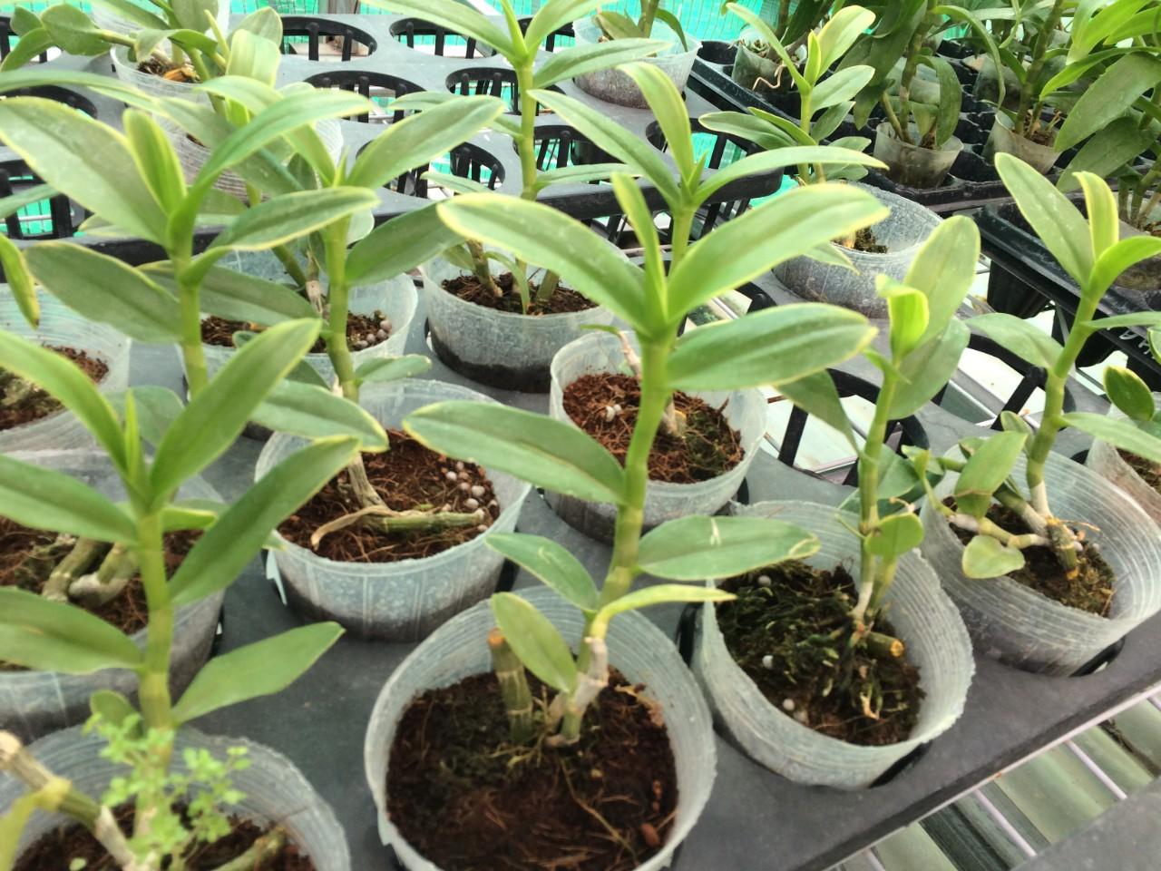 3 túi phân dê đóng sẵn 10 cm [Hàng dùng thử ]
