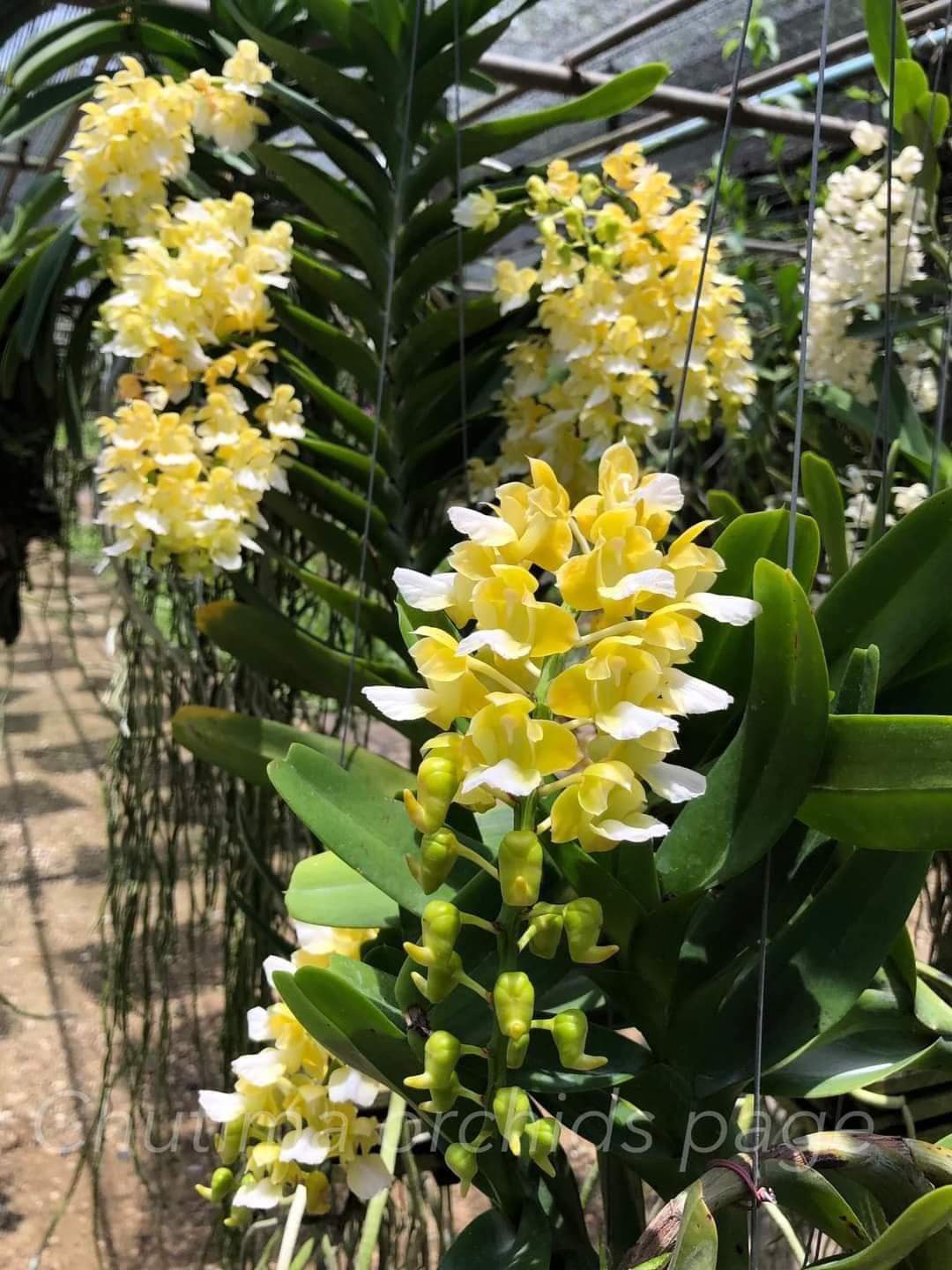Cây giống giáng hương kuki VÀNG