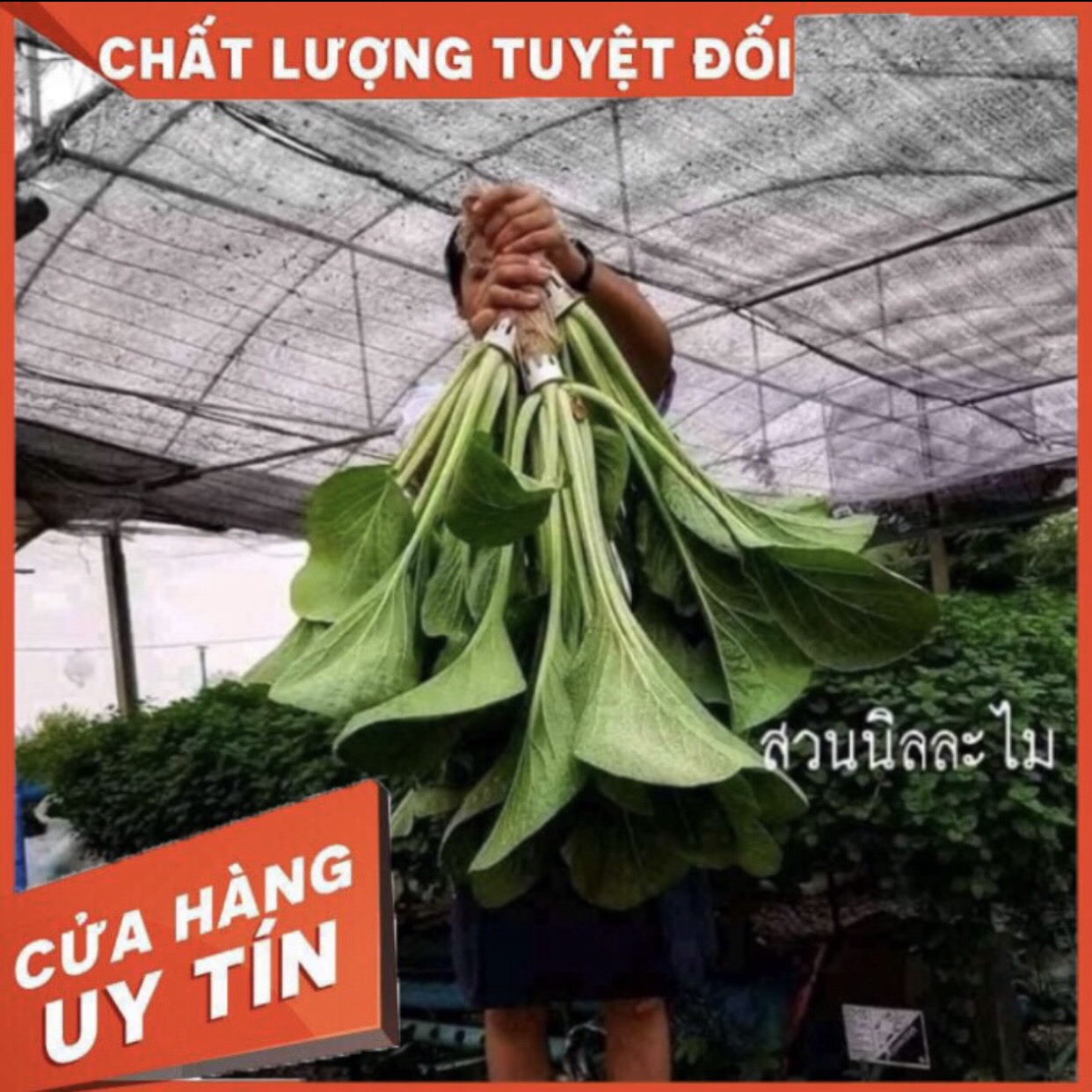 HẠT GIỐNG CẢI NGỌT KHỔNG LỒ THÁI LAN