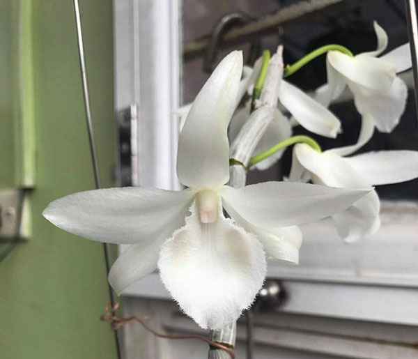 Phi điệp đột biến 5CT MẮT NÂU, phi điệp var, mầm ki cấy mô hoa đẹp hiếm
